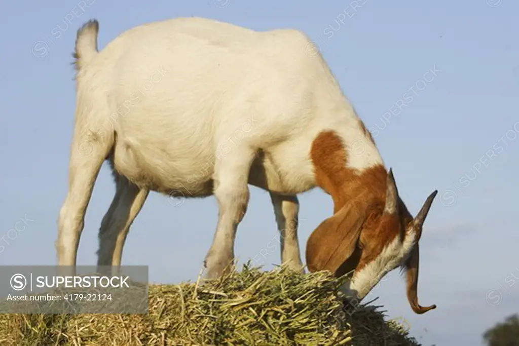 Boer goat doe eating alfalfa (not pure bred) Bushnell, FL