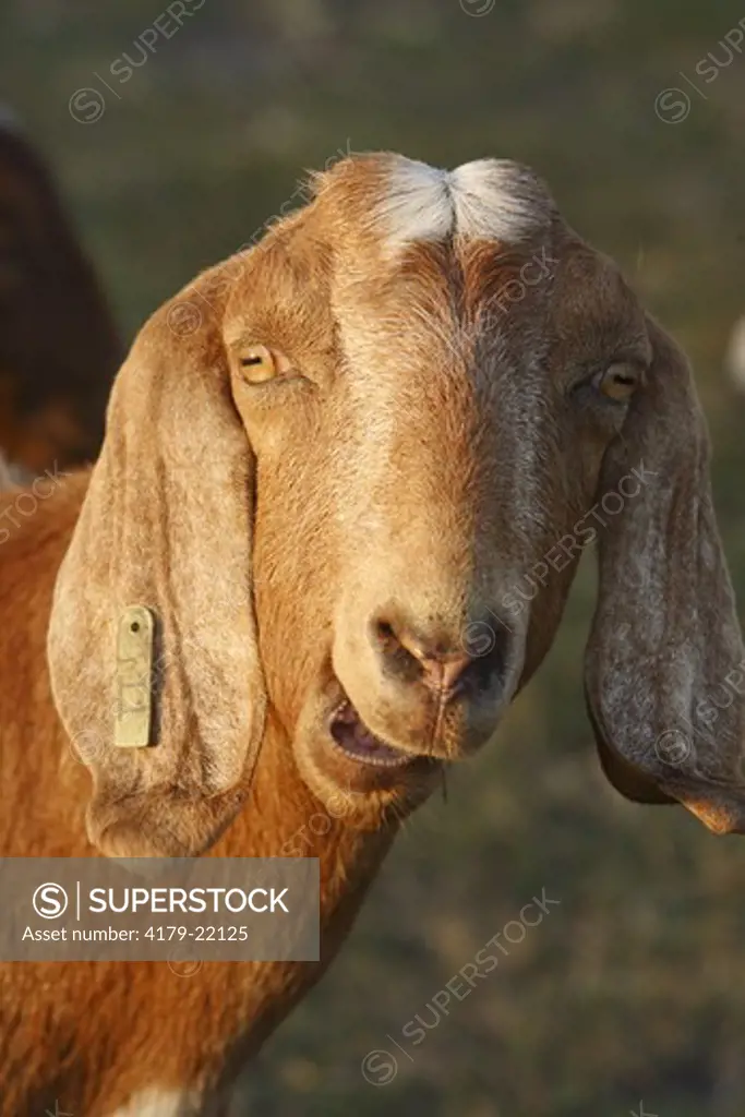 50% Nubian 50% Boer mix goat Bushnell, FL