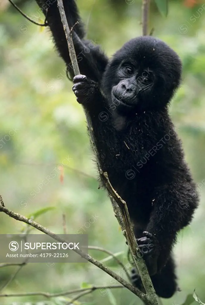 2 year old Mountain Gorilla climbing (Gorilla gorilla beringei) - Uganda