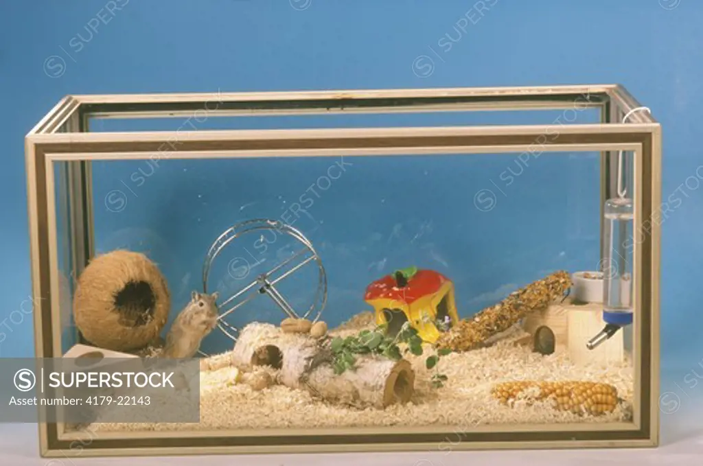 Gerbil in fully outfitted Terrarium
