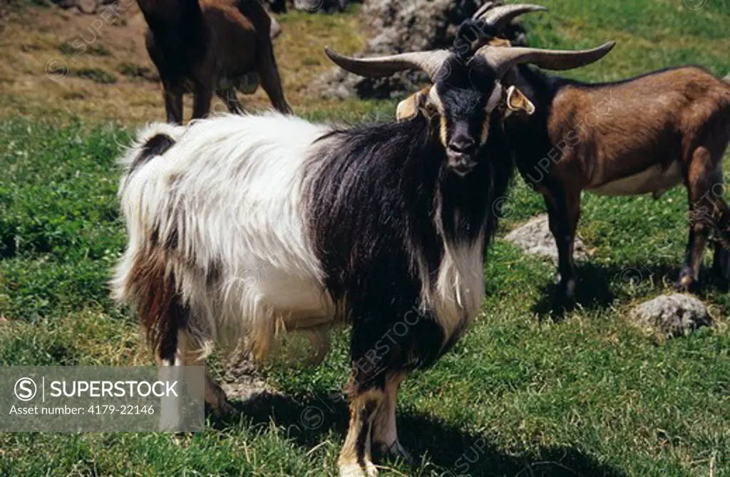 Arapawa/ English Cross Goat in Canterbury, New Zealand