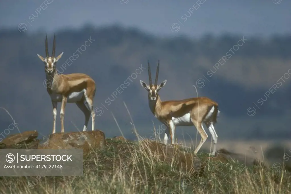 Thompson's Gazelle (Gazella thompsonii) Mara - Kenya