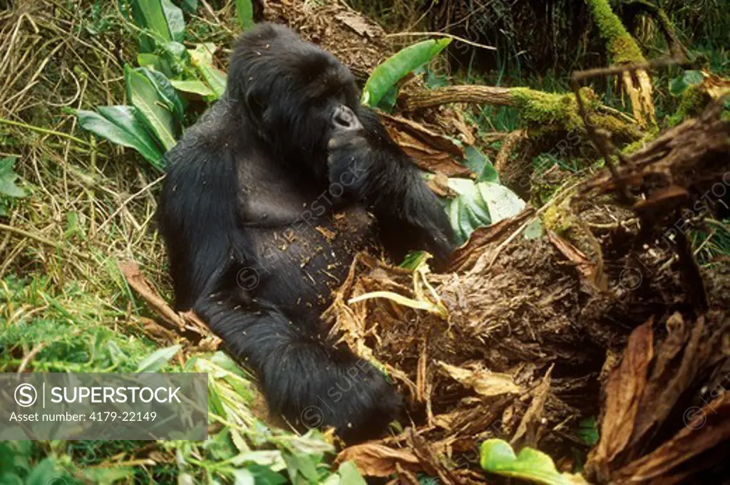 Mountain Gorilla Feeding(Gorilla gorilla Berengei) Parc des,Volcans, Rwanda