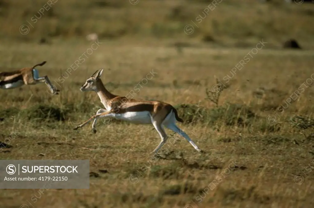 Thomson's Gazelle (Gazella thomsonii) Mara, Kenya
