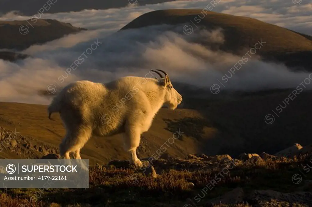 Mountain goat (Oreamnos americanus) on Mt Evans Wilderness Area in Colorado 9/2/06