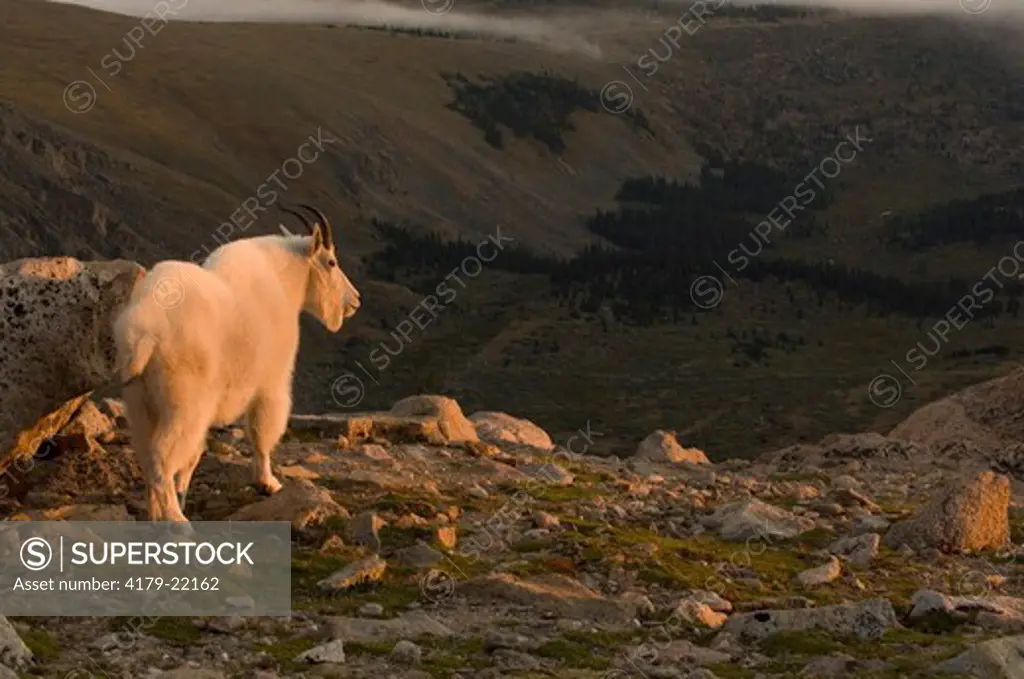 Mountain Goat on Mt Evans Wilderness Area in Colorado 9/2/06 (Oreamnos americanus)