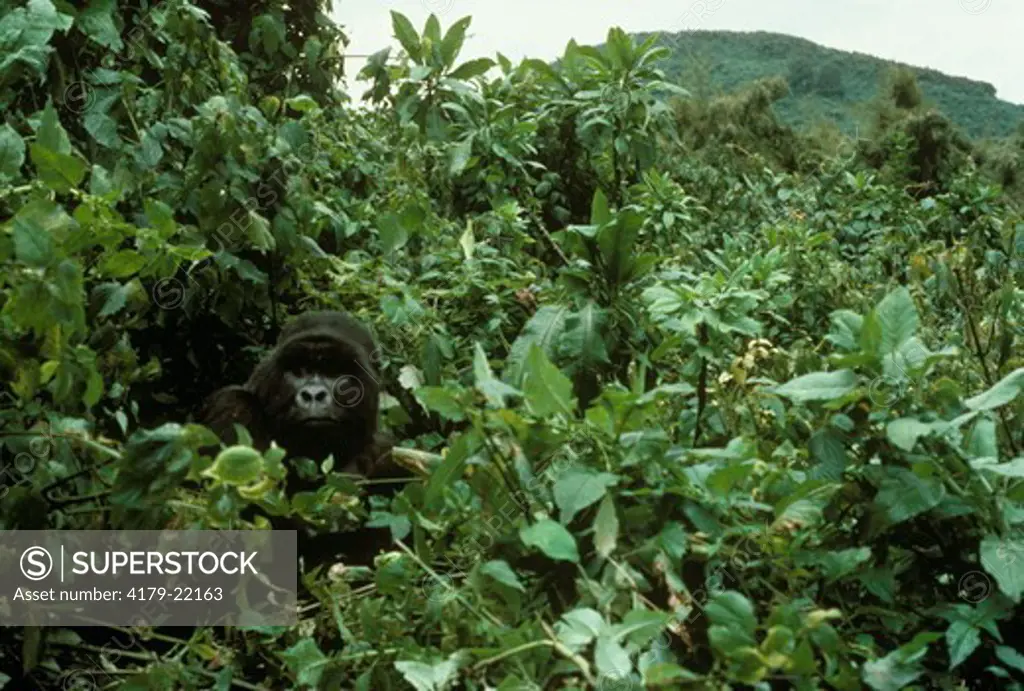 Silverback Mountain Gorilla (Gorilla gorilla beringei)  P.N. Des Volcans, Rwanda