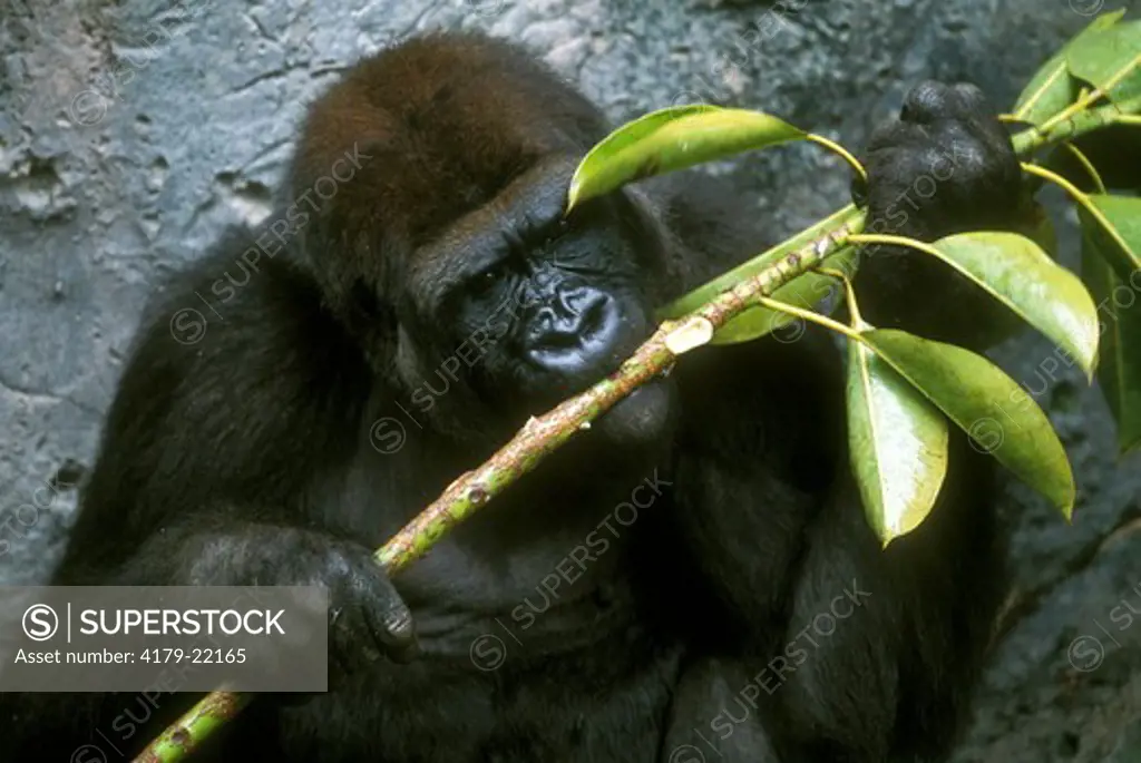 Gorilla eating Fig Leaves, San Diego Zoo, CA