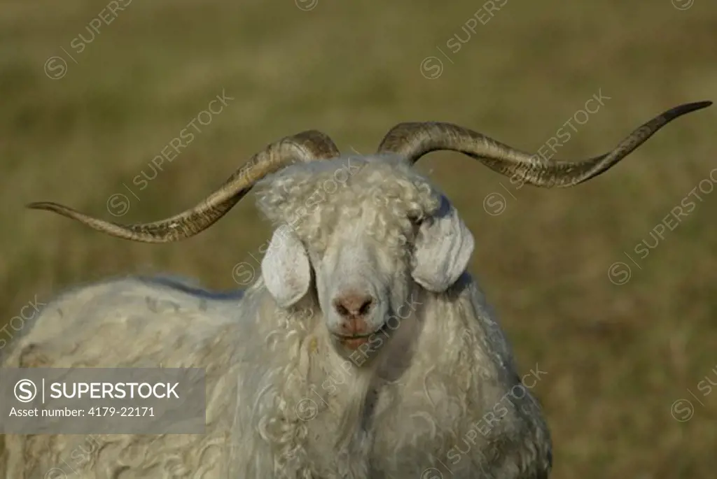 Domestic Goat, Australia