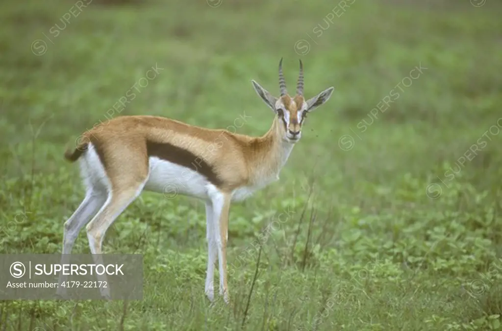 Thomson's Gazelle (Gazella thomsonii), Serengeti NP, Tanzania