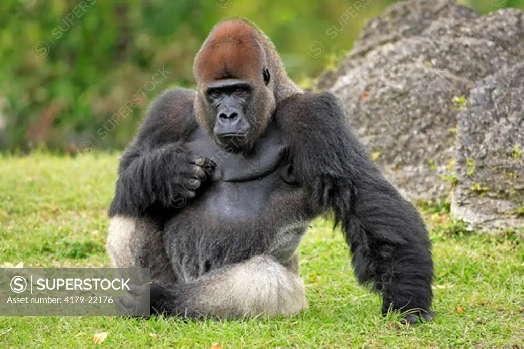 Lowland Gorilla (Gorilla g. gorilla) Adult,  Africa