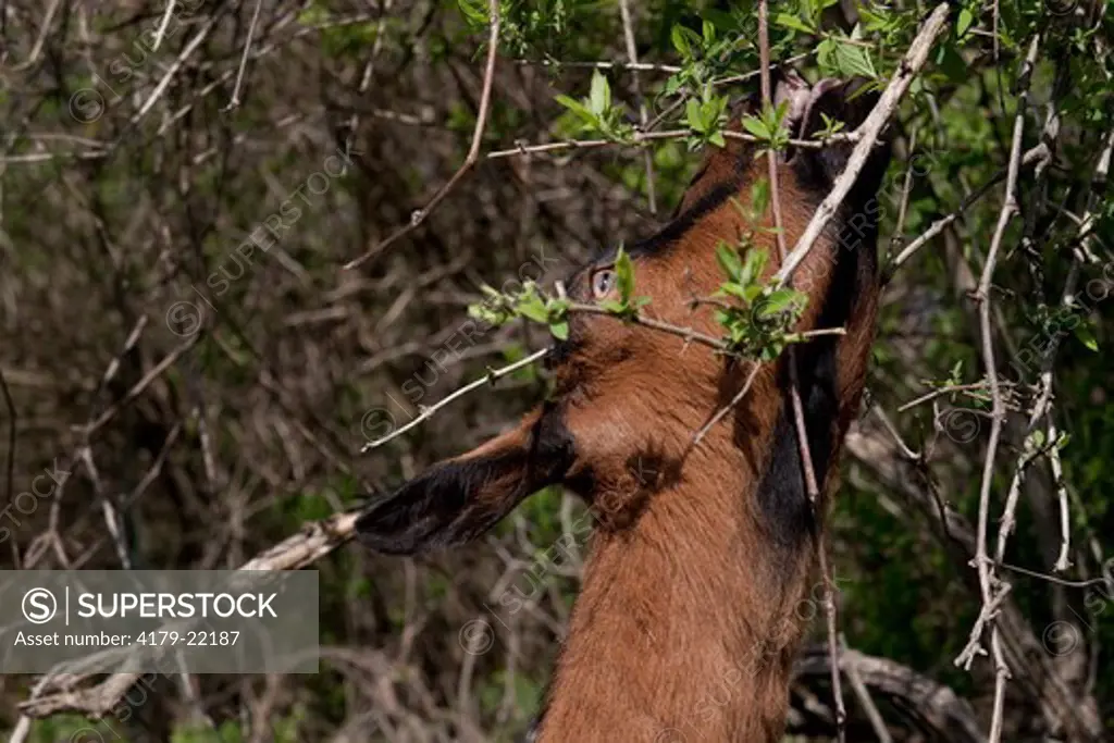 Oberhasli goat (dairy breed) browsing on bush; East Troy, Wisconsin, USA