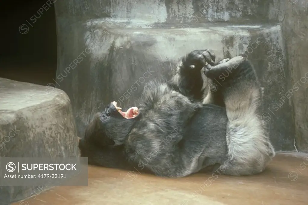 Lowland Gorilla (Gorilla  gorilla gorilla) tickling his feet, San Diego Zoo