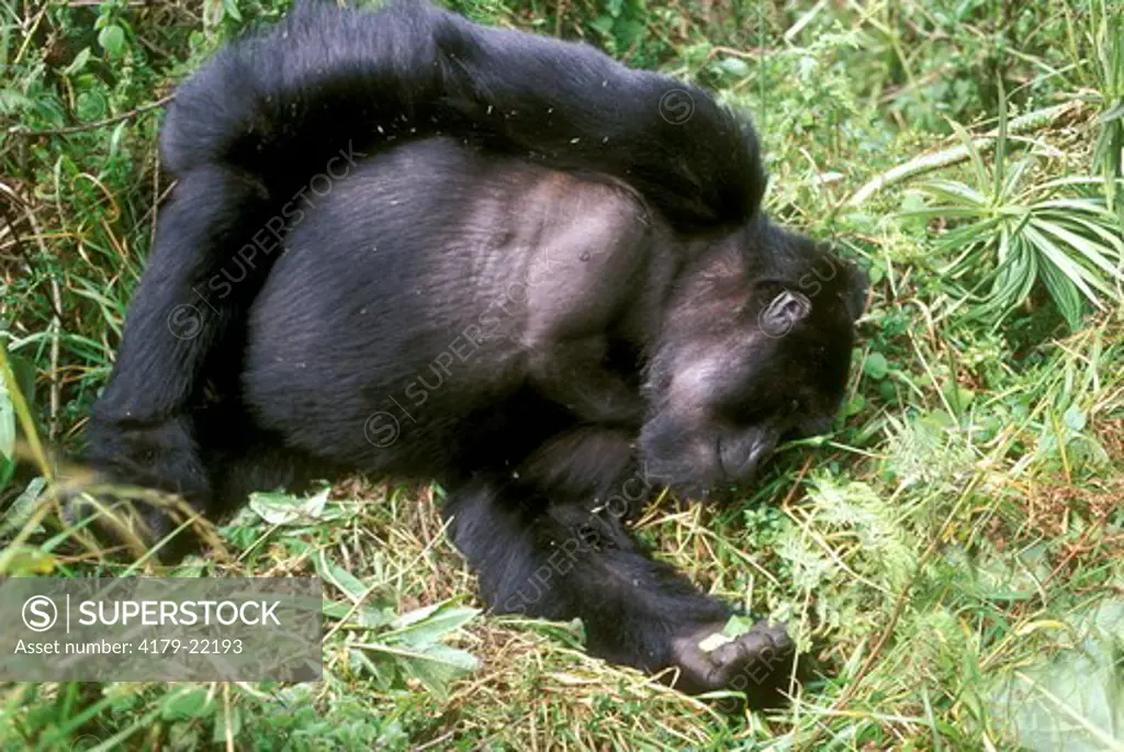 Sleeping Mountain Gorilla (Gorilla gorilla berengei) Parc des Volcans, Rwanda