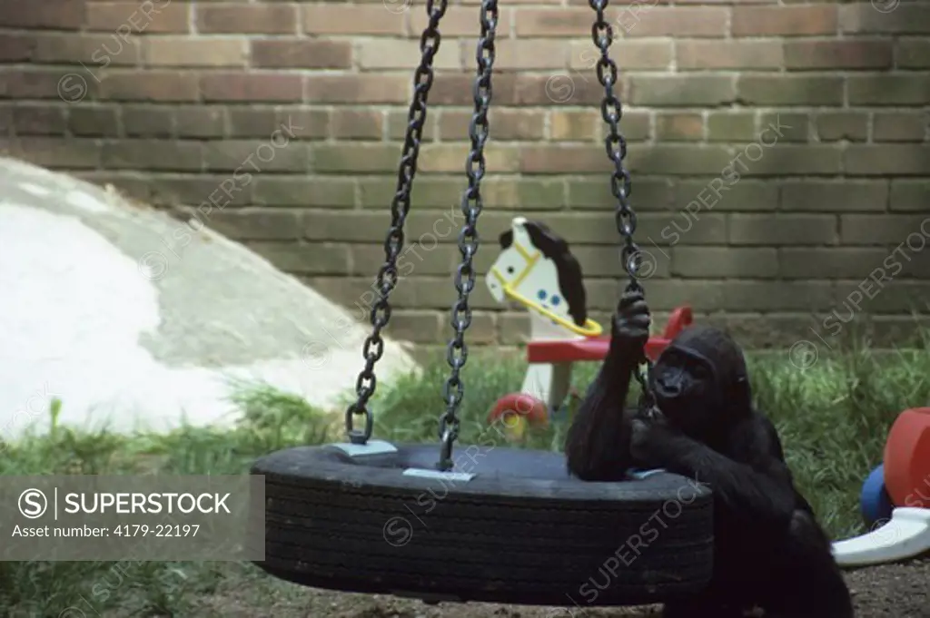 Eastern Lowland Gorilla (G. g. graueri) Born 1/85, Bronx Zoo, NY