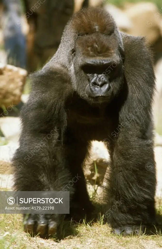 Western Lowland Gorilla (Gorilla gorilla gorilla) Busch Gardens, Tampa Bay, FL