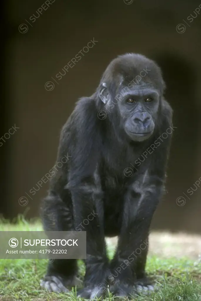 Baby Lowland Gorilla (Gorilla gorilla gorilla)