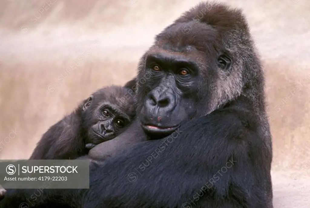 Baby Western Lowland Gorilla on mom's chest (Gorilla gorilla gorilla)