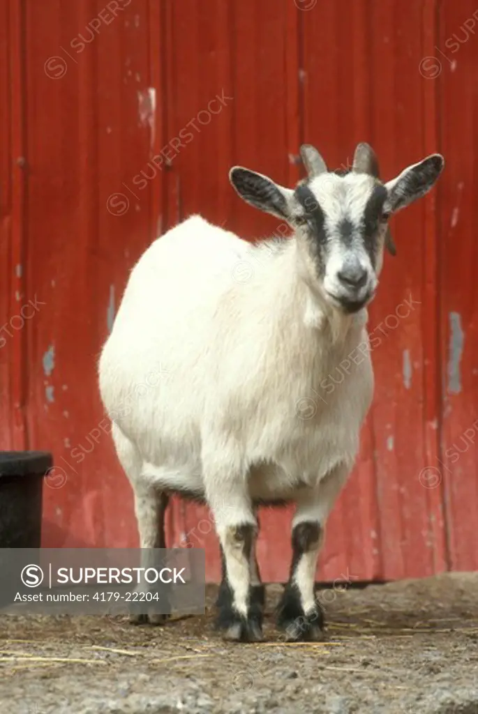 Pygmy Goat in front of red barn - Bowmanville Zoo near Toronto, Canada