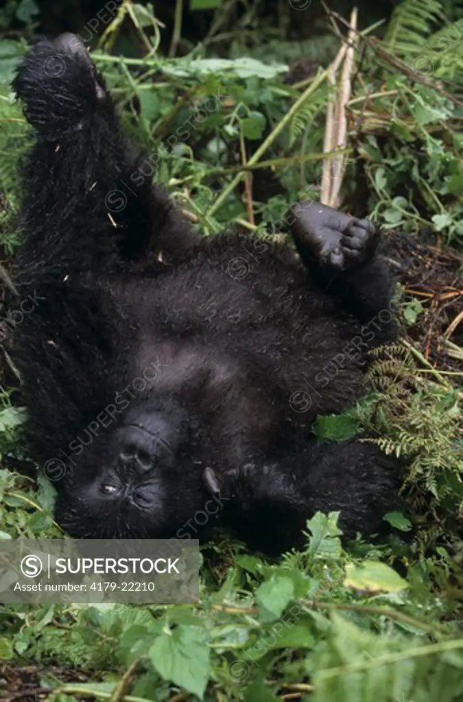 Mountain Gorilla, female lying on Back Parc de Volcans, Rwanda (G. g. beringei)