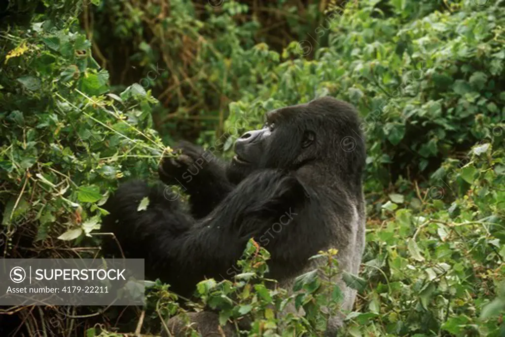 Mountain Gorilla Silverback browsing in Forest, Parc de Volcans, Rwanda (G. g. beringei)