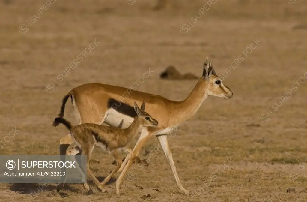Thomson's Gazelle and baby, Amboseli National Park, Kenya