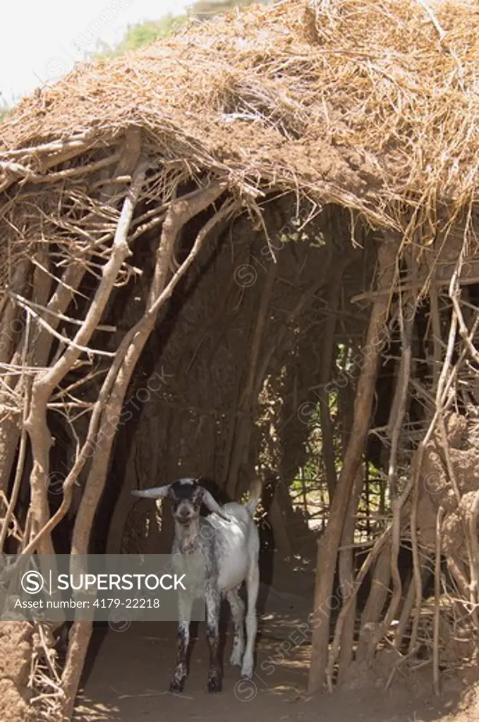 Goat standing in hut, Amboseli National Park, Kenya