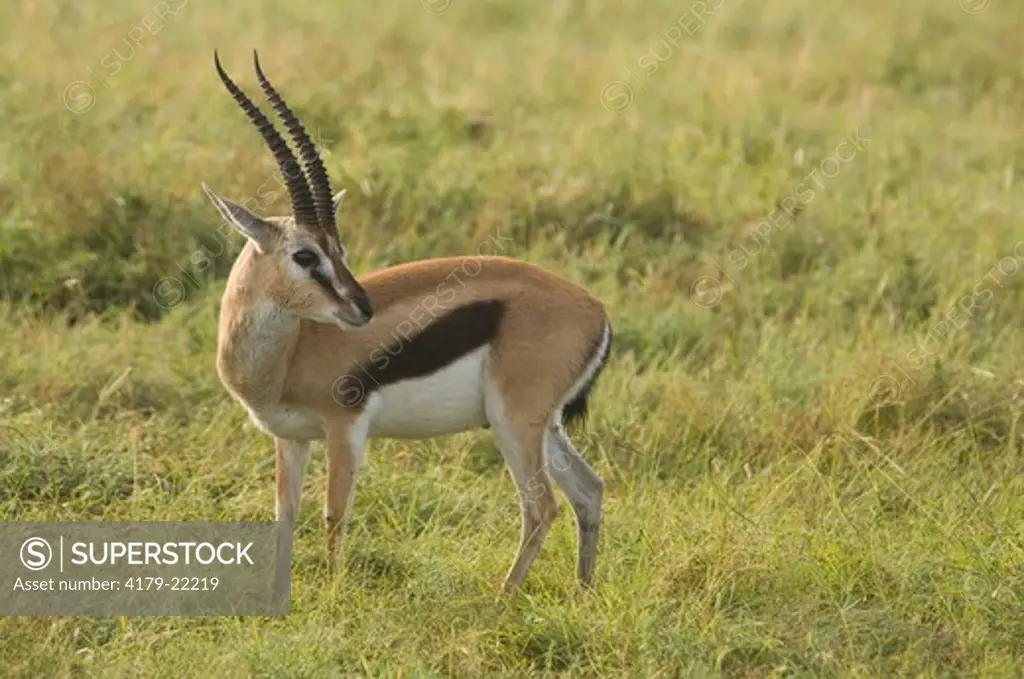Thomson's Gazelle male, Masai Mara National Reserve, Kenya
