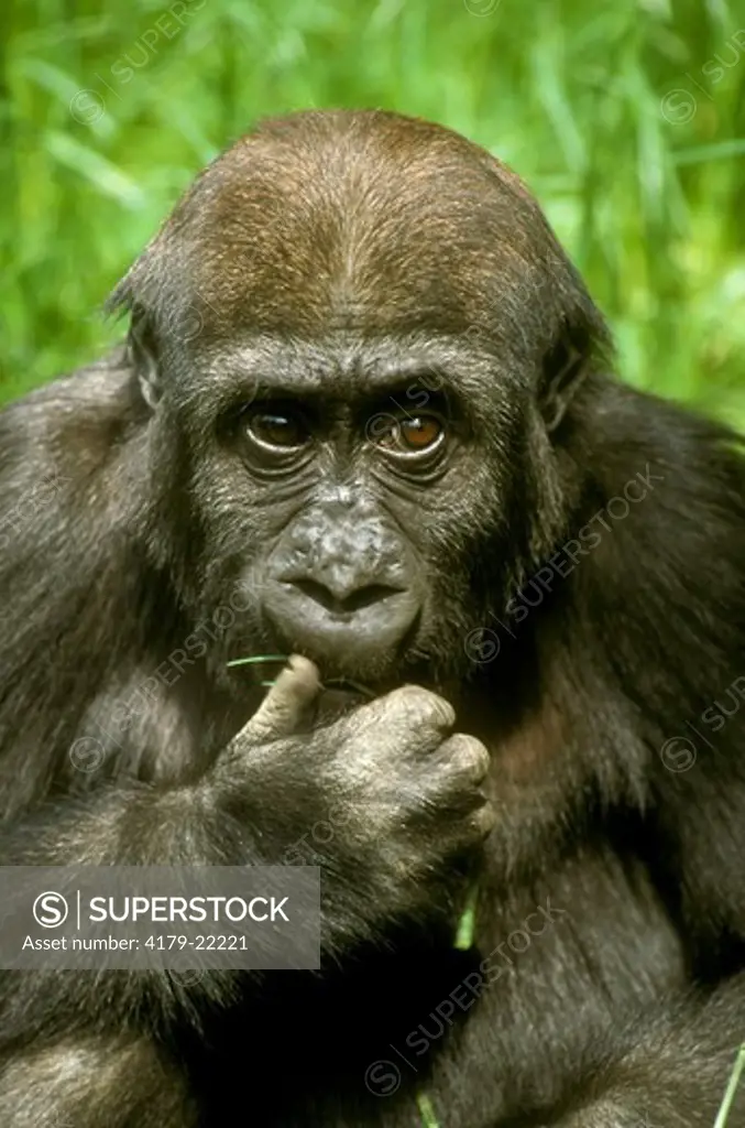 Young Western Gorilla (Gorilla gorilla gorilla) Portrait