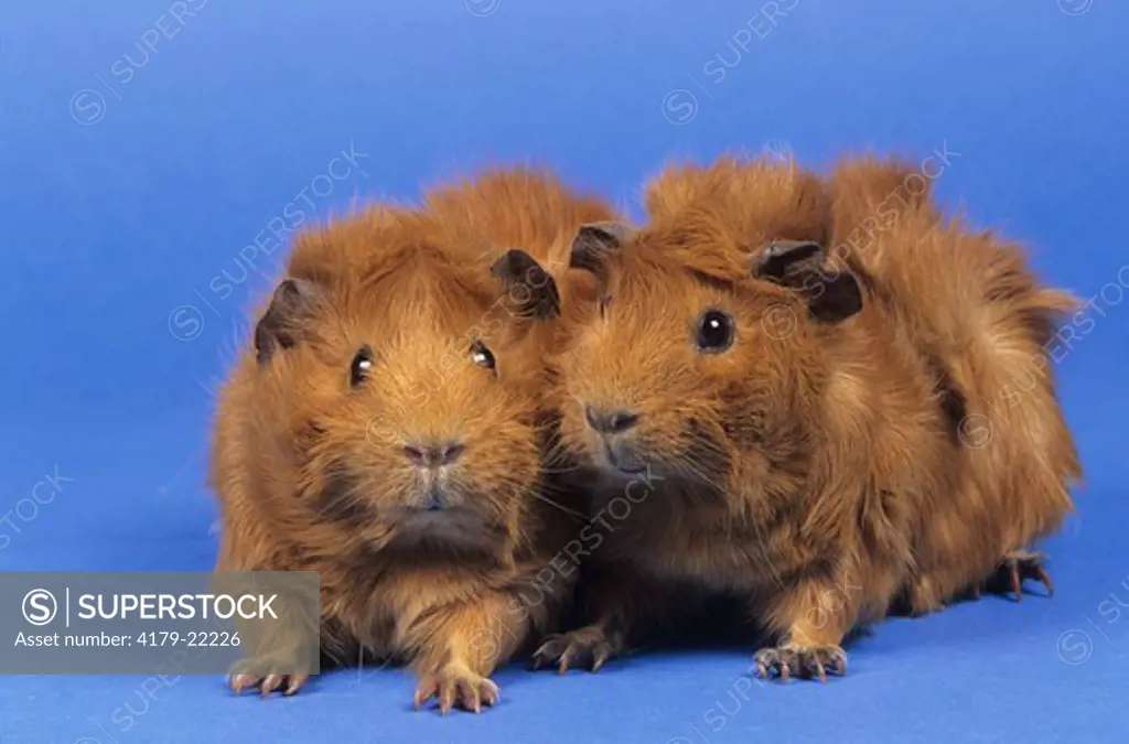 Guinea Pigs, Abyssinian, red