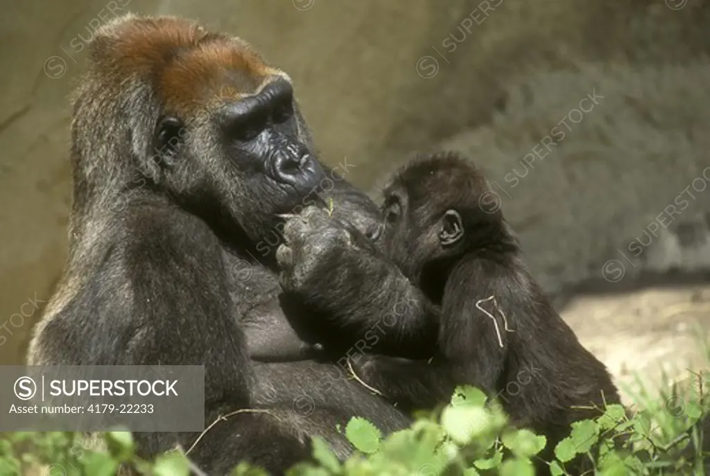 Western Gorilla, female, with young
