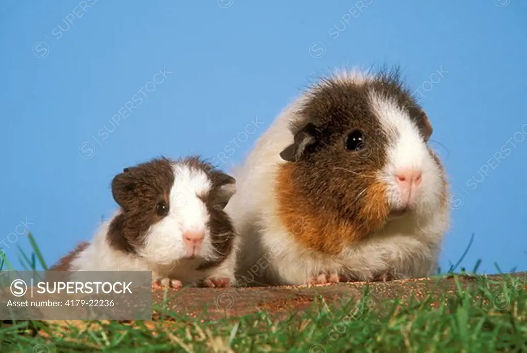 Guinea Pig with young, Rex, tri-colored