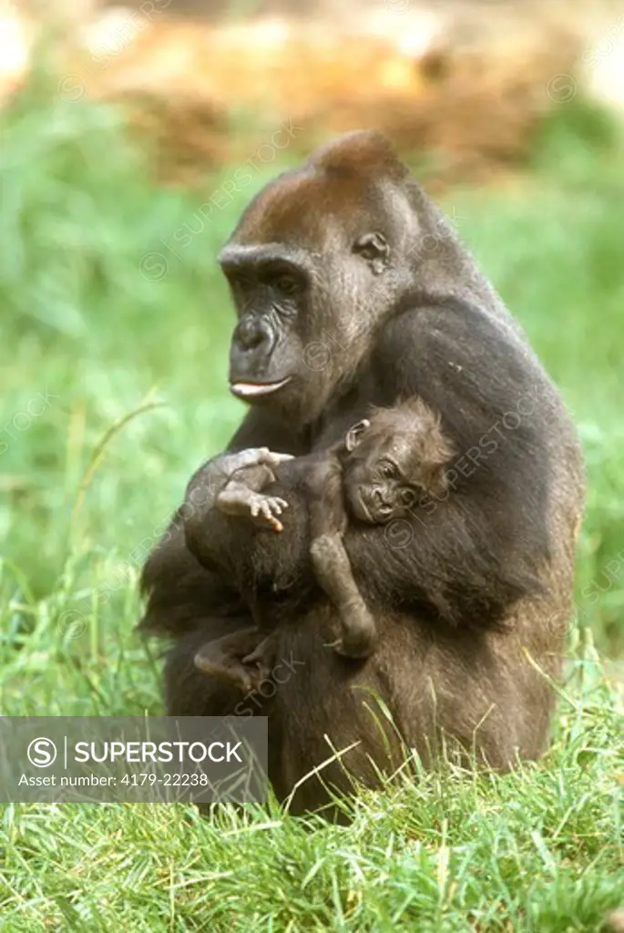 Western Gorilla (G. g. gorilla), female with young