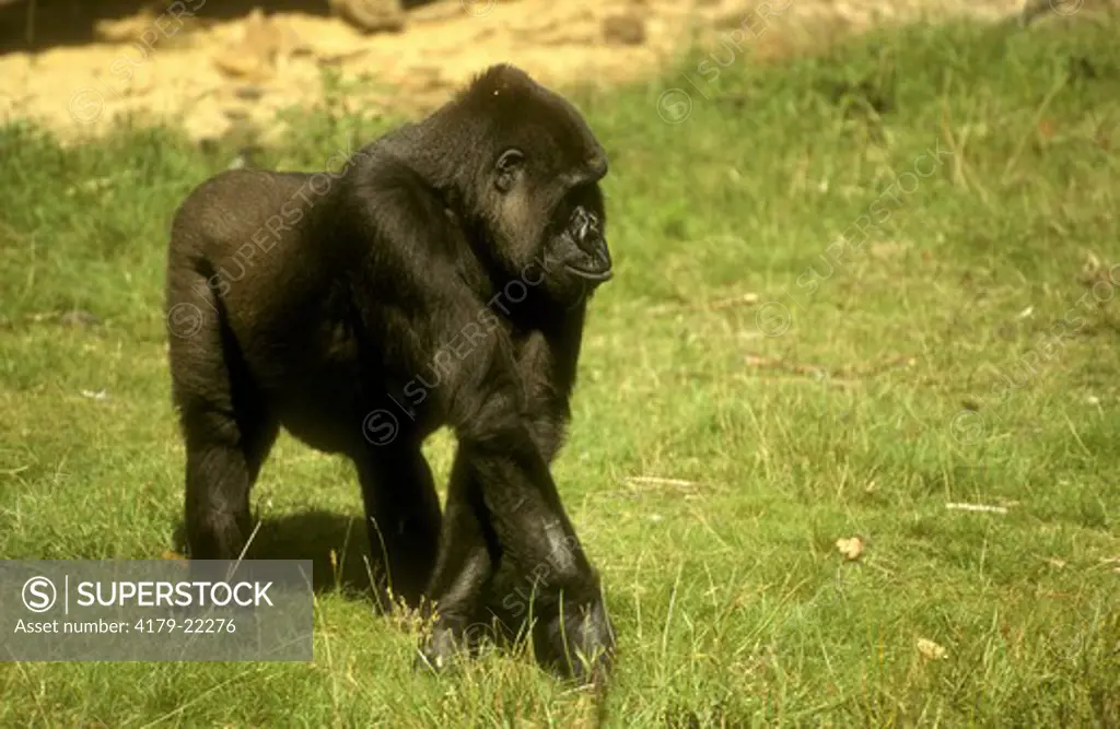 Lowland Gorilla (Gorilla gorilla gorilla) Central Africa