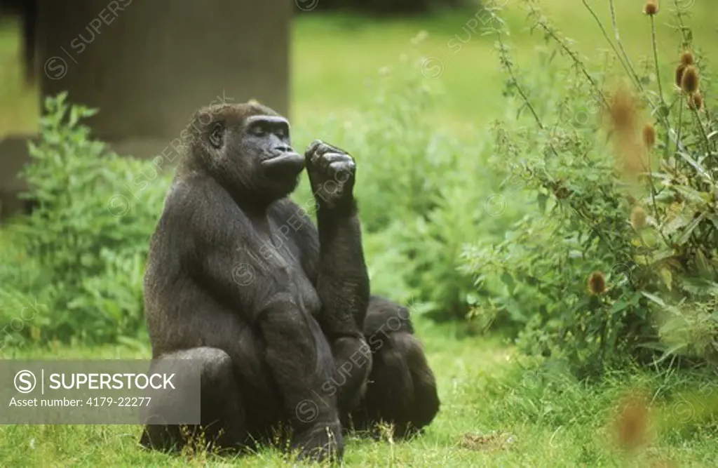 Lowland Gorilla (Gorilla gorilla gorilla) Central Africa