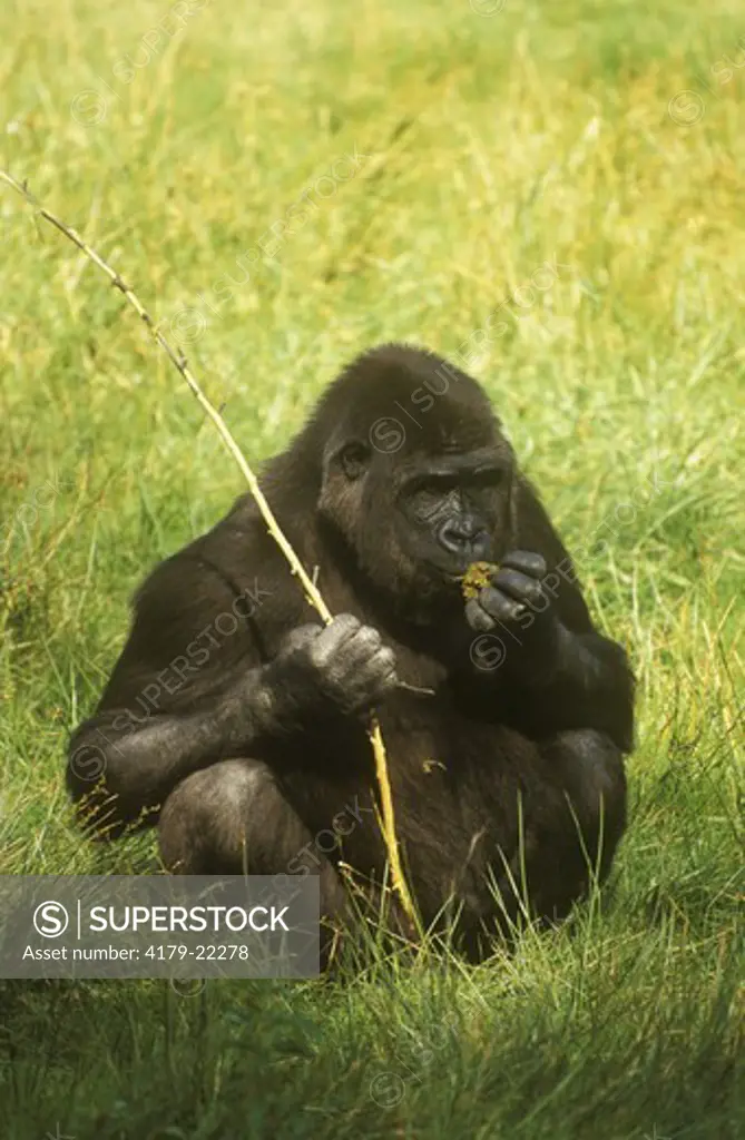 Lowland Gorilla (G. gorilla) IC, Africa