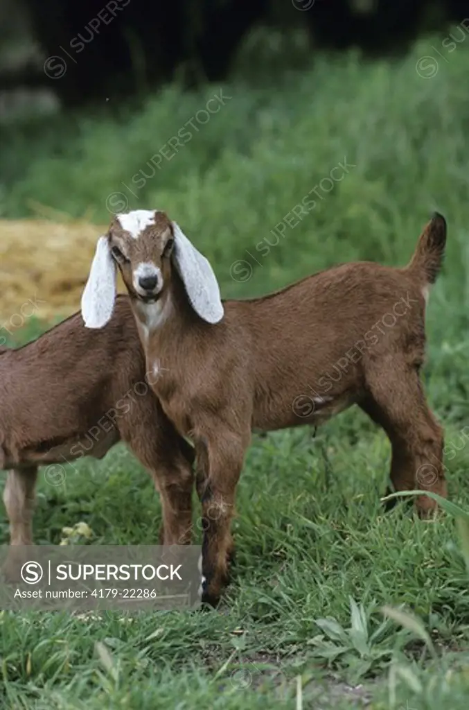 Nubian Goat (Capra prisca) Africa