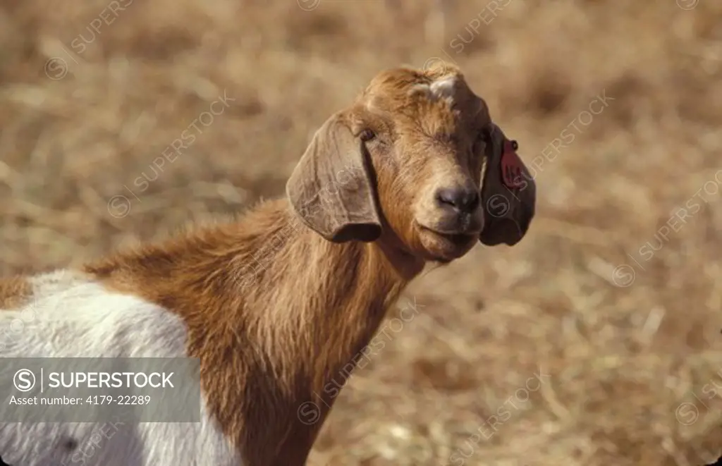 South African Boer Goat  (ram) (Capra prisca) South Africa