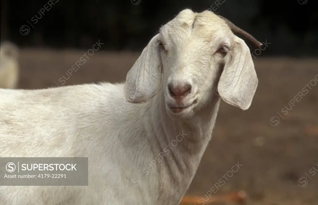 Spanish Goat (Capra prisca) Spain, N. America