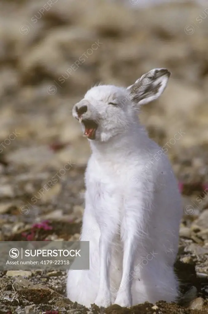 Arctic Hare yawning  (Lepus arcticus)  Bathurst Island, NWT, Canda