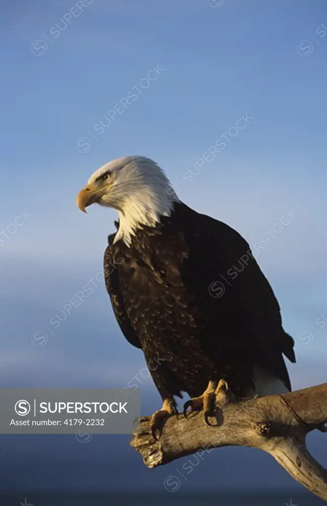 Perched Bald Eagle (Haliaeetus leucocephalus), Homer, AK
