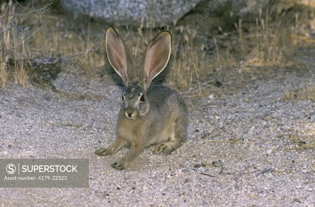 Black-tailed hare (Lepus californicus) Anza-Borrega SP, CA