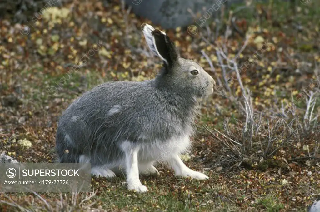 Arctic Hare (Lepus arcticus) Northern Manitoba Tundra Canada