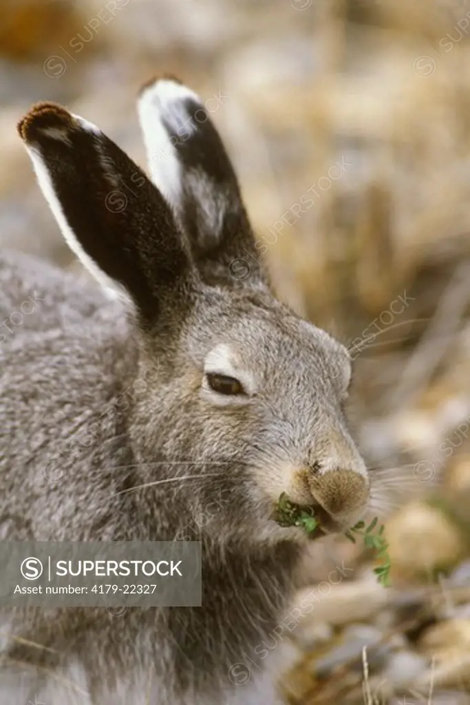 Arctic Hare (Lepus arcticus) Northern Manitoba Tundra