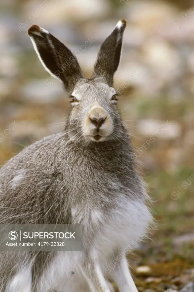 Arctic Hare (Lepus arcticus) Northern Manitoba Tundra