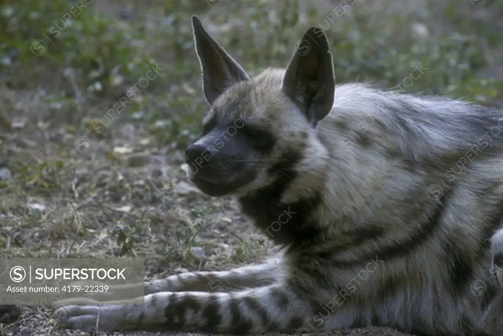 Striped Hyena (Hyaena Hyaena) India
