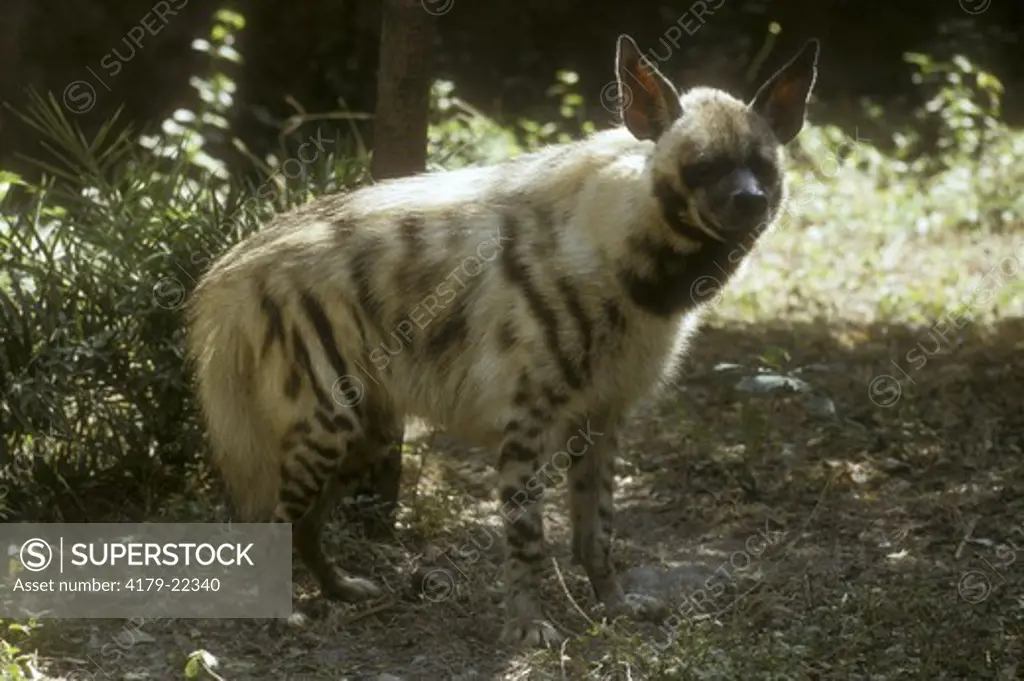 Striped Hyena (Hyaena Hyaena) India