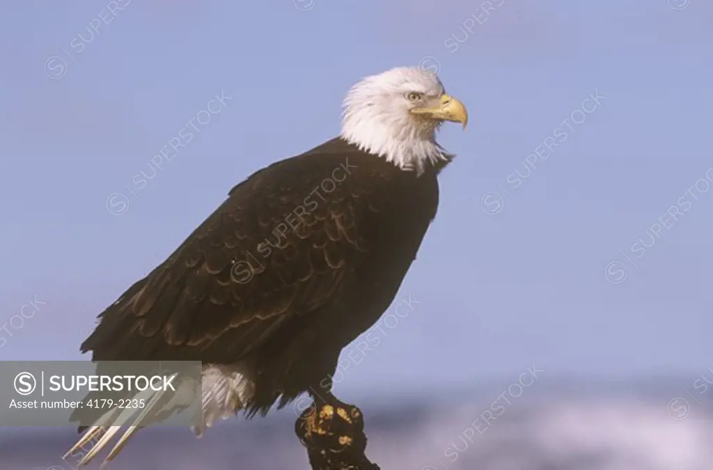 Bald Eagle on Perch (Haliaeetus leucocephalus), Homer, AK