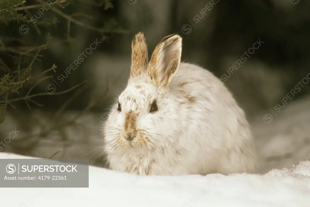 Snowshoe Hare (Lepus americanus) Alger County, Michigan