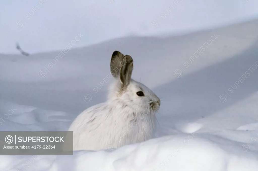 Snowshoe Hare (Lepus americanus) camouflage on snow